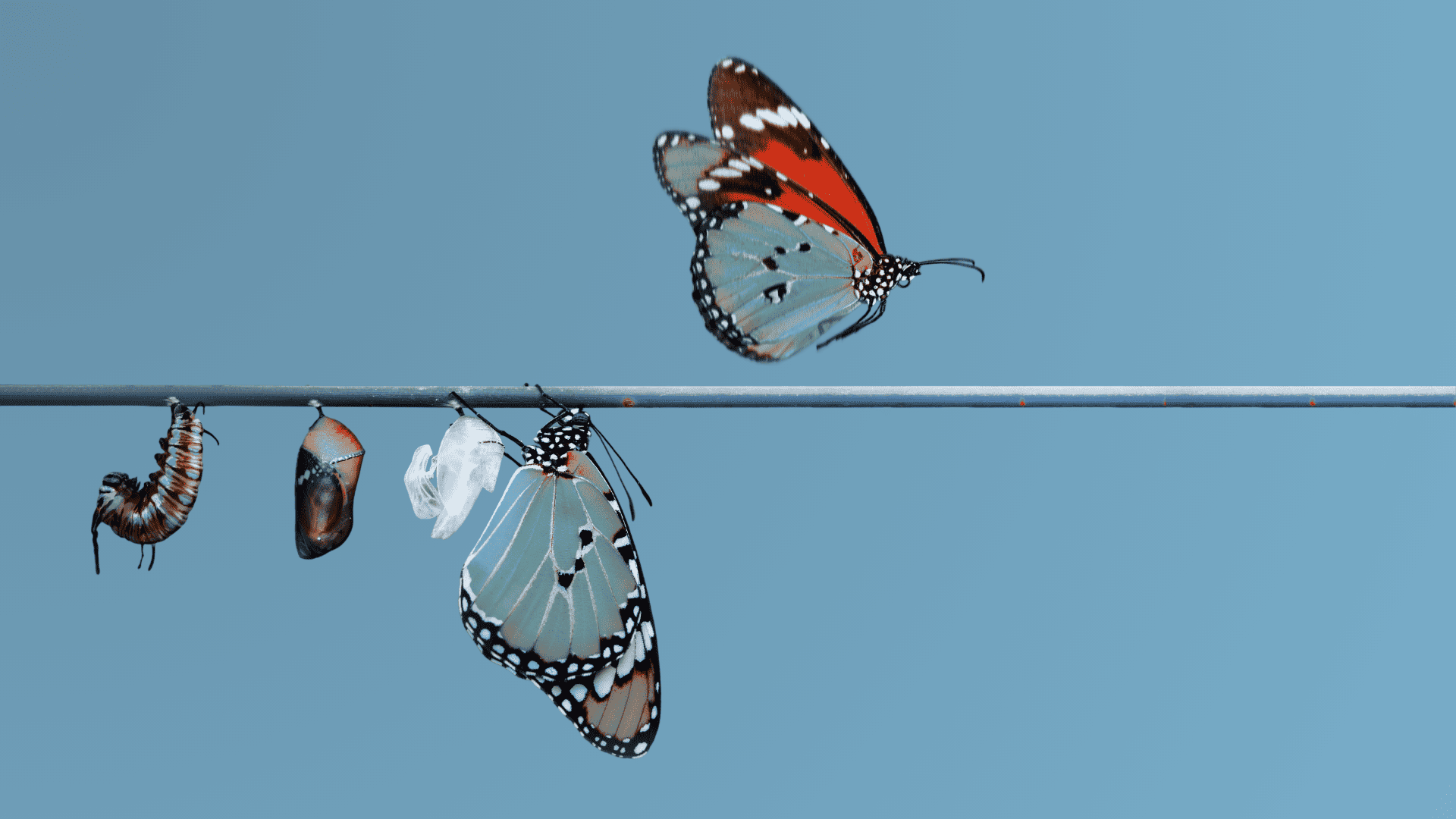 Butterfly life cycle stages on a wire against a clear blue sky