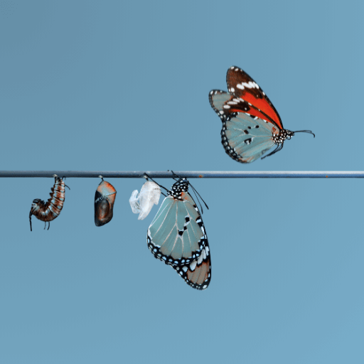 butterfly emerging from its cocoon